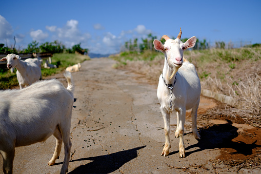 goat on Taketomi island in Japan