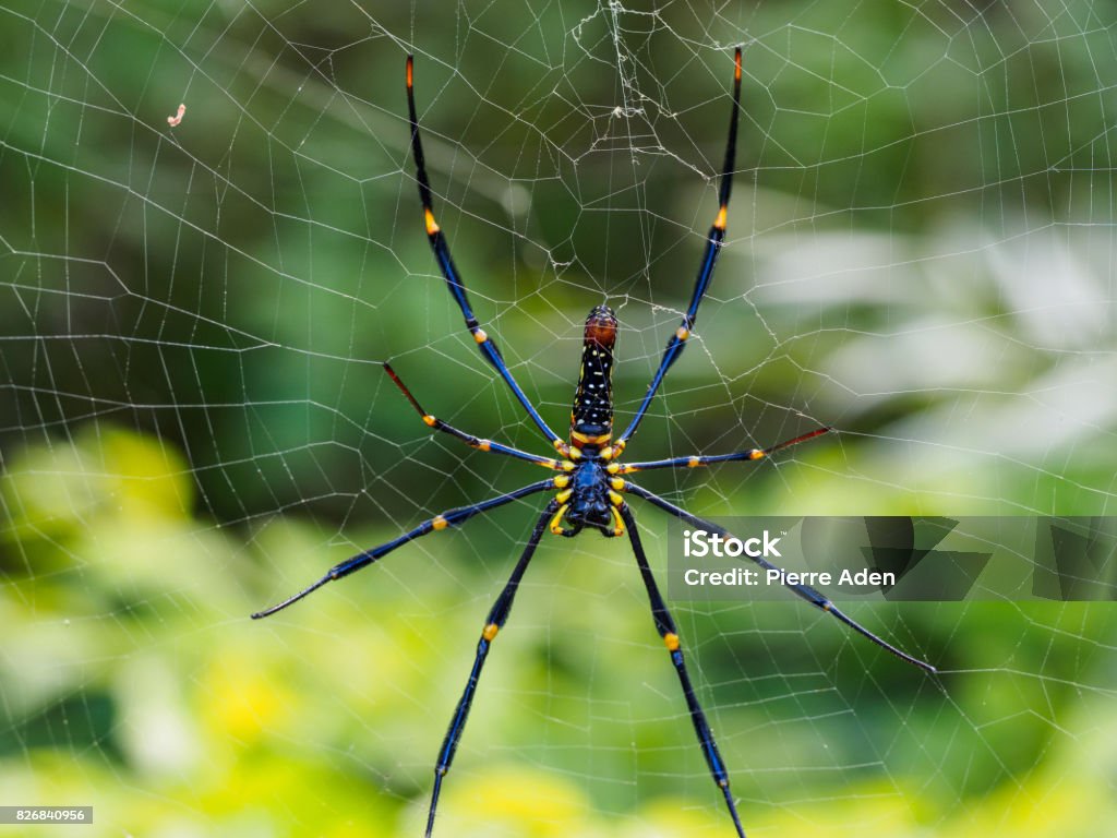 macro photo of spider in Ishigaki macro photo of spider in Ishigaki, Japan Spider Stock Photo