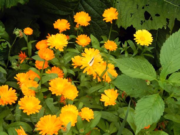 istock Yellow flowers in the garden close up 826840976