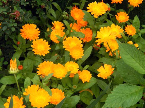 istock Yellow flowers in the garden close up 826840986