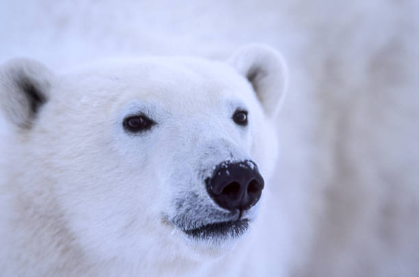 istock Close-up of One Wild Polar Bear 826843844