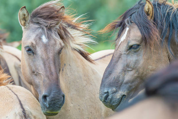 istock Feral horses in sunlight in a field  in summer 826844610
