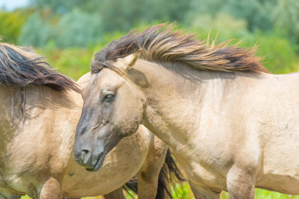 istock Feral horses in sunlight in a field  in summer 826846982