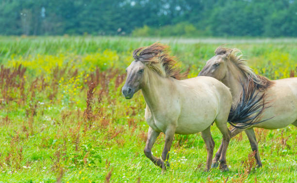 istock Feral horses in sunlight in a field  in summer 826847206