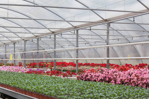 istock Greenhouse with flowers and shrubs 826847240