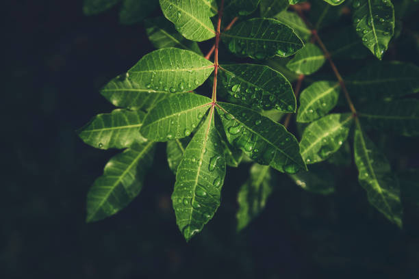 istock Branch with drops of water after rain 826851872