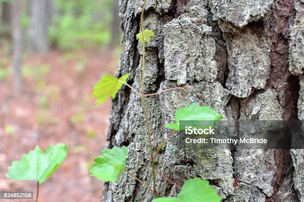 Sapling At The Base Stock Photo - Download Image Now - Horizontal, Nature, No People