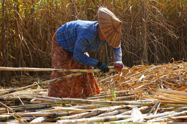 producción de caña de azúcar - inle lake agriculture traditional culture farmer fotografías e imágenes de stock