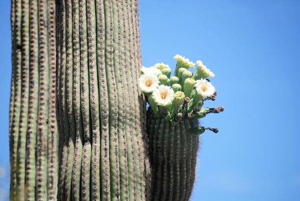 istock Saguaro Cactus Arm in Bloom 826854578