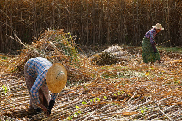 producción de caña de azúcar - inle lake agriculture traditional culture farmer fotografías e imágenes de stock