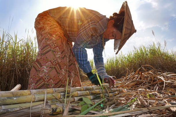 produção de cana de açúcar - inle lake agriculture traditional culture farmer - fotografias e filmes do acervo