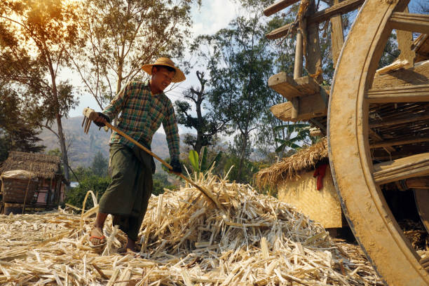 produção de cana de açúcar - inle lake agriculture traditional culture farmer - fotografias e filmes do acervo