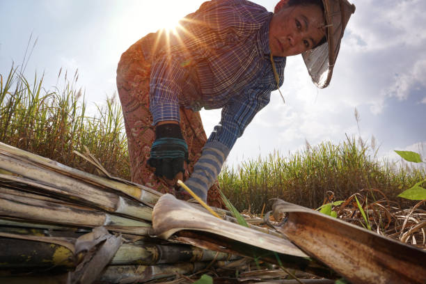 produção de cana de açúcar - inle lake agriculture traditional culture farmer - fotografias e filmes do acervo