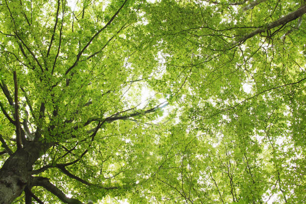 istock Large green tree in the mountain forest 826855024