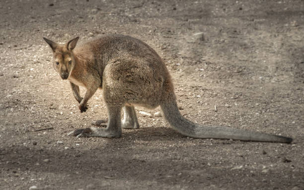 istock Close up view of a kangaroo. 826857426