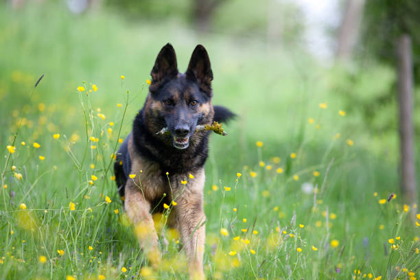 istock German shepherd runs and plays on the meadow 826865144