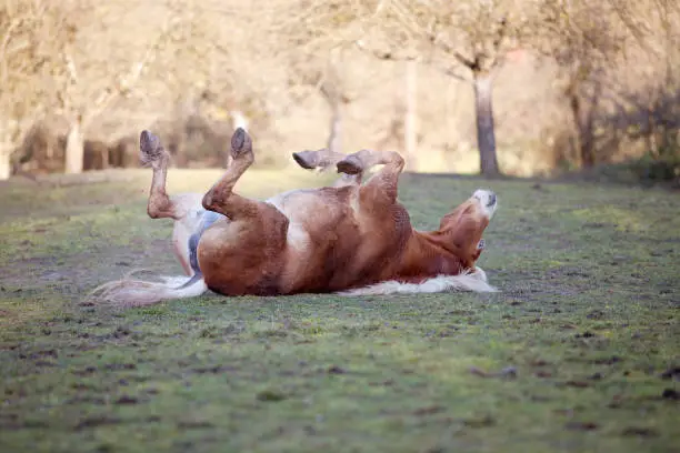horse have fun to lay and roll in meadow