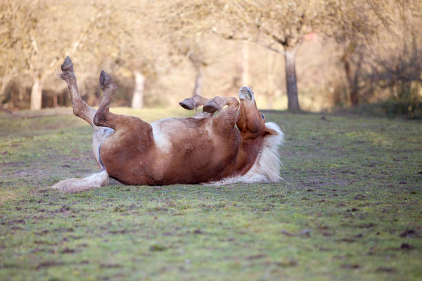 istock horse roll an lay in sand 826867612