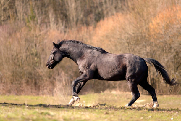 Two running horses in a forest. Suggestion of speed and movement. Copy space