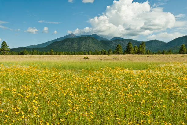 Meadow of Sunflowers and the San Francisco Peaks The Common Sunflower (Helianthus annus), a wild native of the American Southwest, is a member of the Asteraceae family. It has a well-known characteristic, called heliotropism, of pivoting its leaves and buds to track the path of the sun from sunrise to sunset. Once the flowers open, they are oriented to the east to greet the rising sun. The common sunflower thrives in the dry, brown disturbed soils of the southwest, turning the arid landscape into a shimmering yellow carpet that attracts wildlife, insects and human visitors alike. In Northern Arizona, the Navajo ancestors extracted a dark red dye from the outer seed coats and the Hopi cultivated a purple sunflower to make a special dye. The sunflower seed was an important food source for most North American tribes. The sunflower, with its large yellow flowers, is also an iconic art symbol and the state flower of Kansas. After the Summer Monsoon rains bring moisture to the region, sunflowers bloom in fields all over Northern Arizona. This field of sunflowers and the San Francisco Peaks was photographed at Buffalo Park in Flagstaff, Arizona, USA. jeff goulden flagstaff stock pictures, royalty-free photos & images