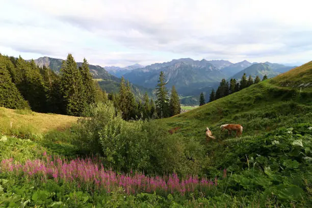 Mountain landscape with Haflinger horses in the Allgäu Alps