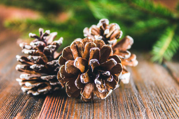istock cones on the background of Christmas tree branches on a wooden b 826878402