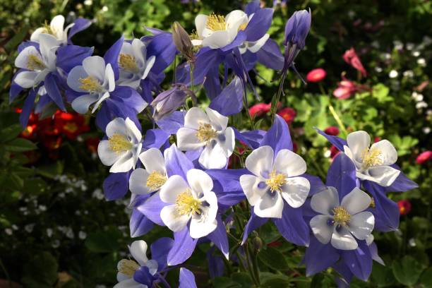 Treasured Colorado Columbine