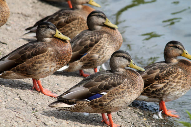 istock Group of young wild ducks on the lake shore in summer 826886012