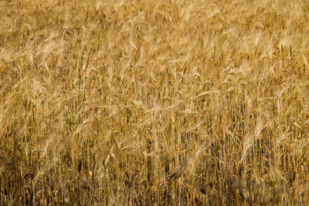 поле спелой золотой пшеницы крупным планом - kansas wheat bread midwest usa стоковые фото и изображения