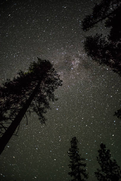 istock Stars above the pines 826903490