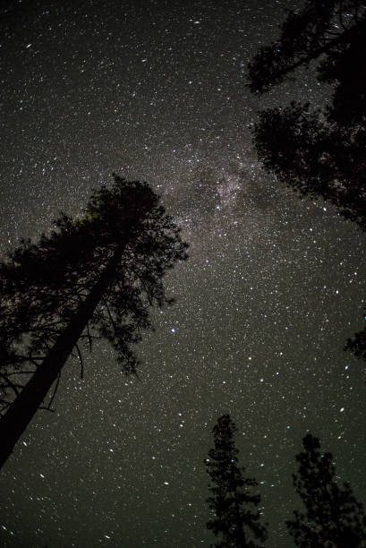 звезды над соснами - pine tree tree isolated ponderosa pine tree стоковые фото и изображения