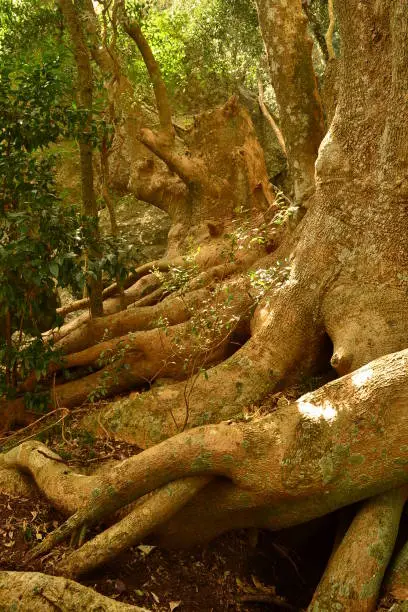 Ombu forest, Minas, Uruguay