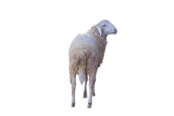 ovelhas, isoladas no fundo branco com cilpping caminho - spring isolated on white studio shot looking at camera - fotografias e filmes do acervo