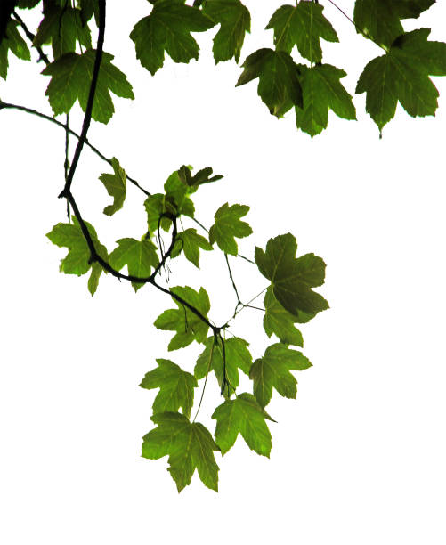 istock Close up of branch 826925552