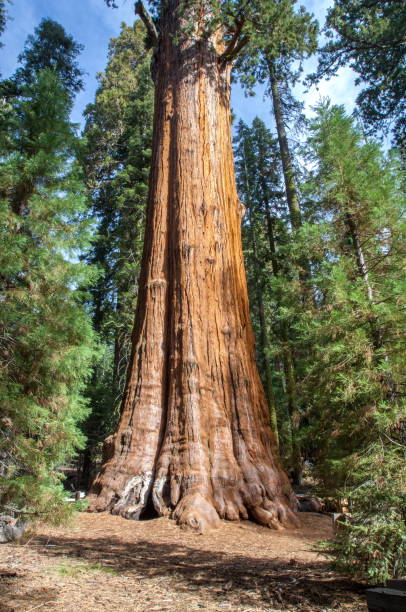 istock Sequoia National Park, California-USA 826928144