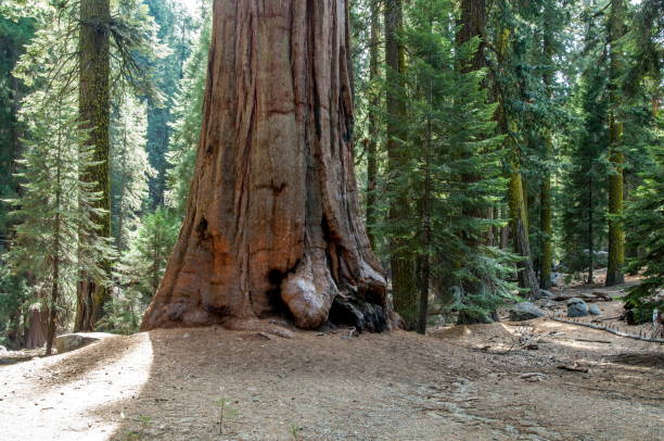 istock Sequoia National Park, California-USA 826928146
