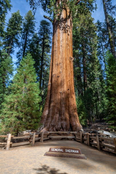 istock General Sherman Tree - Sequoia National Park, California-USA 826928154