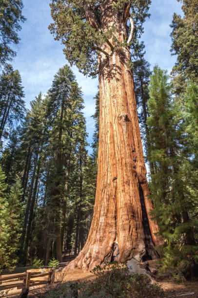 istock Sequoia National Park, California-USA 826928180