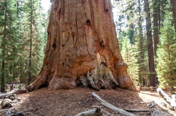 istock Sequoia National Park, California-USA 826928200