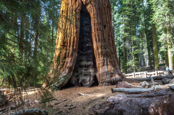 istock Sequoia National Park, California-USA 826928204