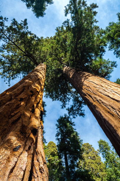 istock Sequoia National Park, California-USA 826928254