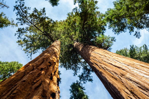istock Sequoia National Park, California-USA 826928352