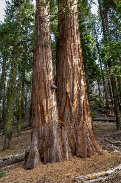 istock Sequoia National Park, California-USA 826928542