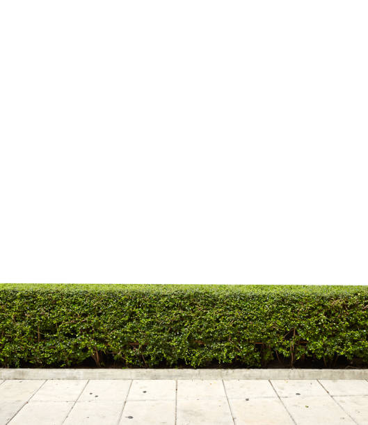 istock green bush isolated on white Background 826932414