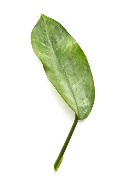 istock Tropical green leaf leaves Background 826932416