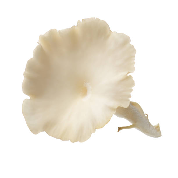 istock Oyster mushroom on white background 826932562