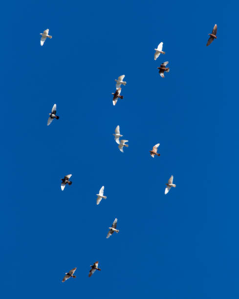 istock A flock of pigeons on a blue sky 826935488