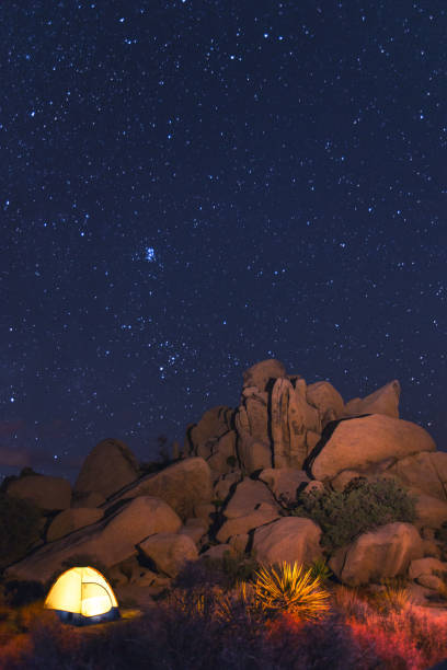 Joshua Tree National Park at night with milky way and stars