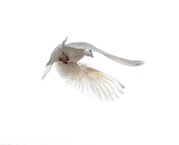 istock White dove in flight isolated on white background 826936176