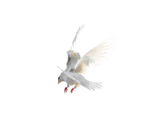 istock White dove in flight isolated on white background 826936200
